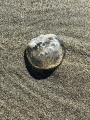 Polyorchis penicillatus