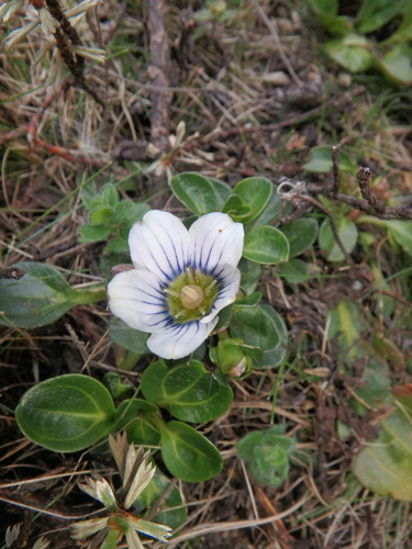 Swertia crassiuscula