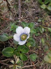 Swertia crassiuscula