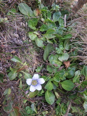 Swertia crassiuscula