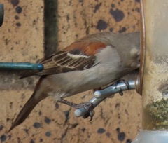 Passer melanurus vicinus