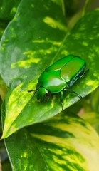 Ischiopsopha wallacei