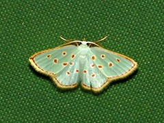 Comostolopsis stillata stillata