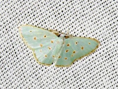 Comostolopsis stillata stillata