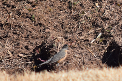 Turdus migratorius