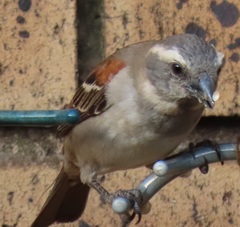 Passer melanurus vicinus