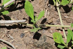 Camponotus punctulatus