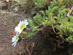 Anthemis tigreensis