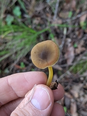 Pluteus romellii