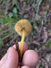 Pluteus romellii