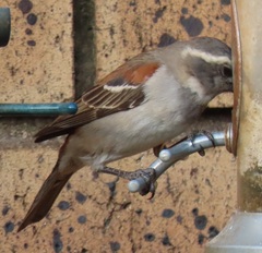 Passer melanurus vicinus