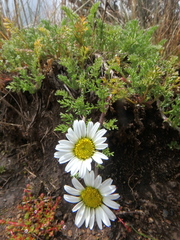 Anthemis tigreensis