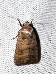 Caradrina tenebrata