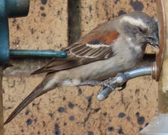 Passer melanurus vicinus