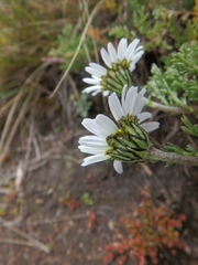 Anthemis tigreensis