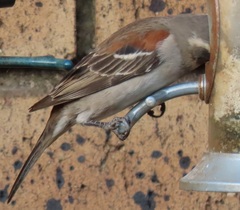 Passer melanurus vicinus