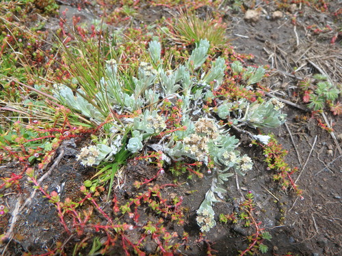 Marsh cudweed (Gnaphalium unionis)