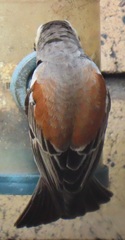 Passer melanurus vicinus
