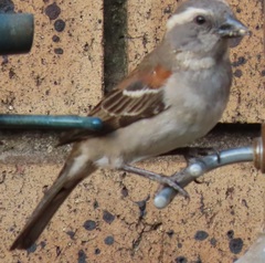 Passer melanurus vicinus