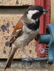 Passer melanurus vicinus