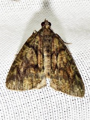 Xylopteryx arcuata