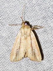 Mythimna nigrisparsa