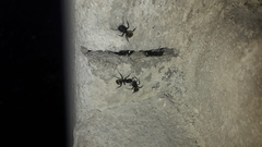 Camponotus mus