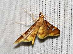 Prophantis smaragdina