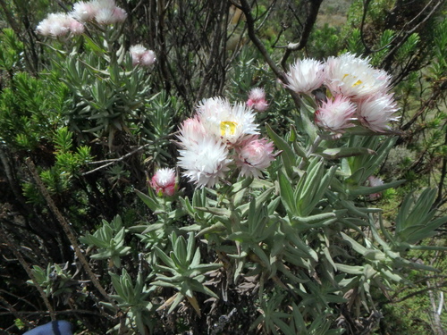Helichrysum formosissimum