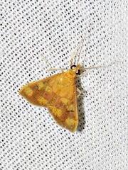 Pyrausta phoenicealis