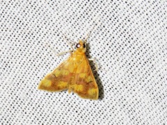 Pyrausta phoenicealis