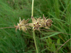 Miraglossum pulchellum
