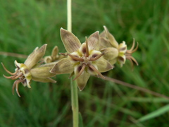 Miraglossum pulchellum