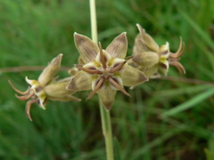 Miraglossum pulchellum