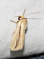 Mythimna tacuna