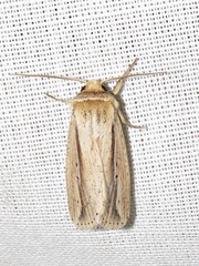 Mythimna tacuna