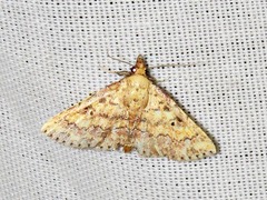 Cerynea thermesialis