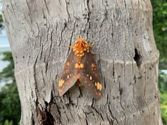 Citheronia bellavista