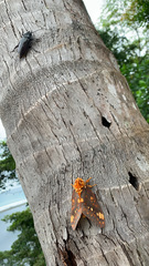 Citheronia bellavista