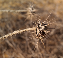 Onopordum alexandrinum