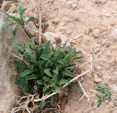 Asteriscus graveolens