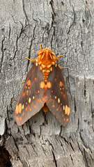 Citheronia bellavista