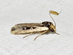Axylia annularis