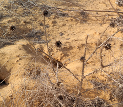 Onopordum alexandrinum