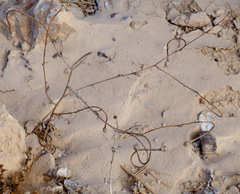 Anthemis pseudocotula