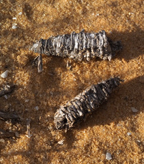 Amicta quadrangularis