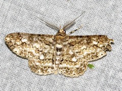 Cleora flavivenata