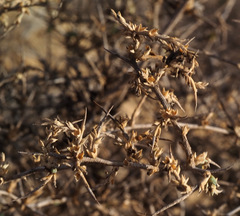 Noaea mucronata