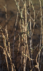 Haloxylon salicornicum
