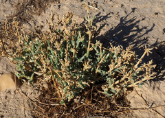 Anabasis setifera